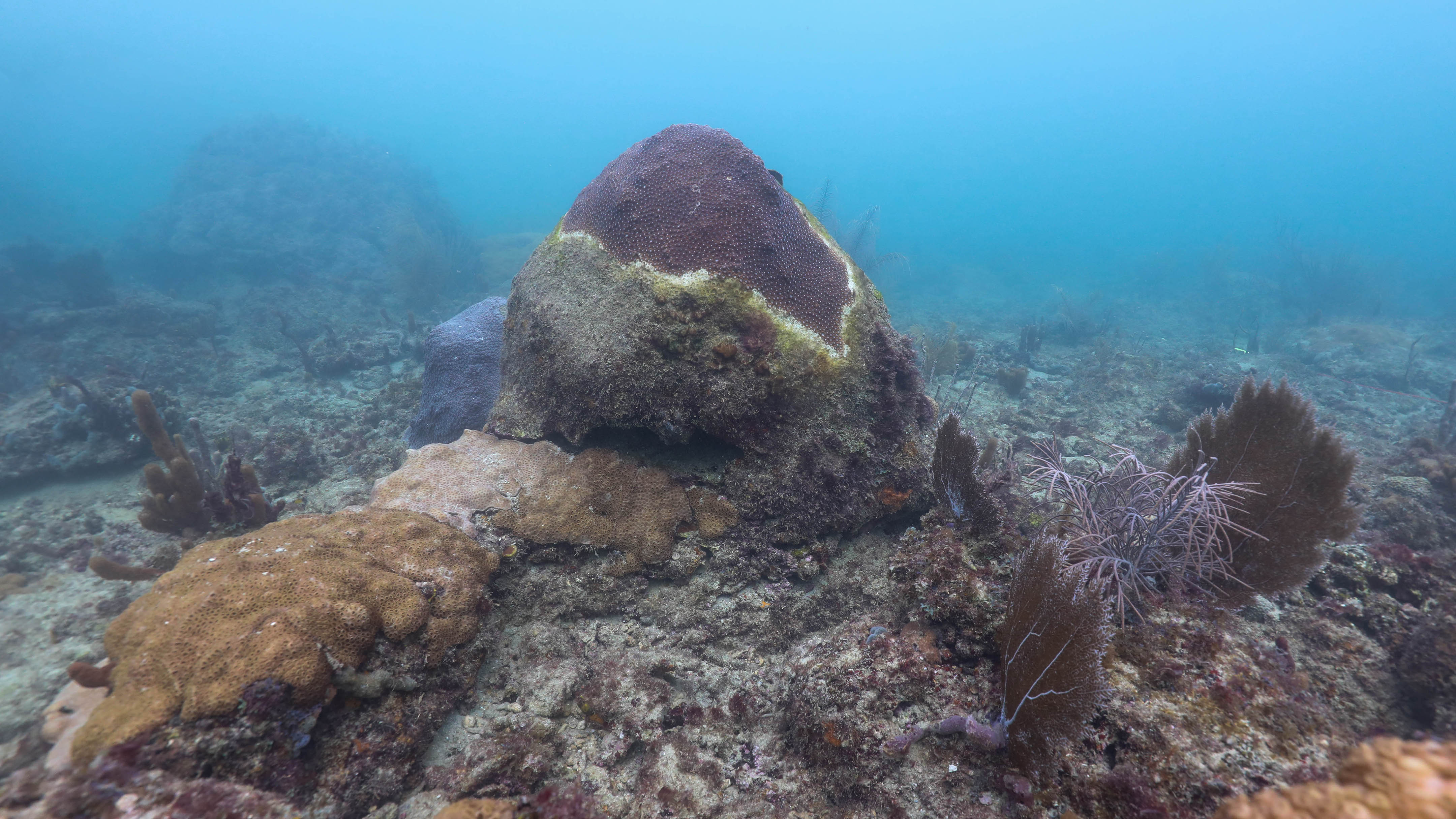 Go to sea with oceanographers and other experts studying earth’s last frontier